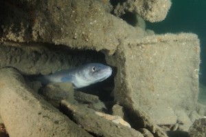 Conger eel on the Clifton south Cork
