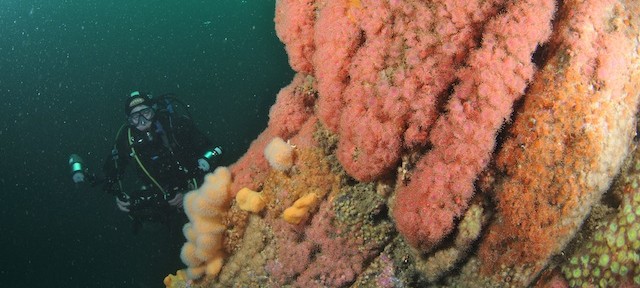 Wals of Colour at the Ling Rocks Cork