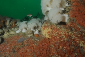 Top of the Rocks in 22M Ling Rocks