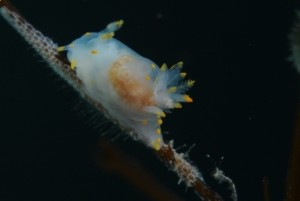 Nudibranch feeding on Bryozoans at Black Head
