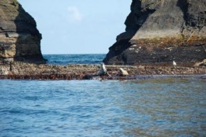 Seal at the Sovereign Islands