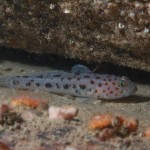 Leopard Spotted Goby