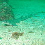 Dogfish/Catshark