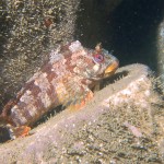 Tompot Blenny