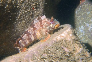 Jewel Blenny