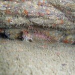 Red Blenny
