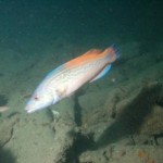 Cuckoo Wrasse