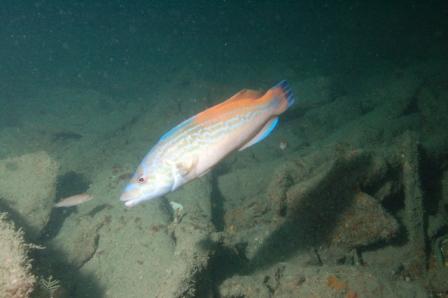 Jewel Wrasse