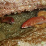 Goldsinny Wrasse