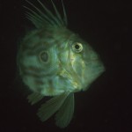 John Dory
