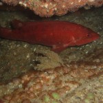 Ballan Wrasse