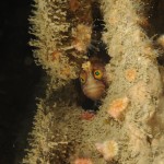 Yarrells Blenny