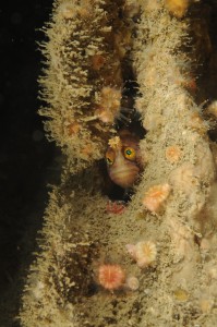 Yarrells Blenny Yarrells Blenny