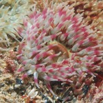 The Dahlia Anemone