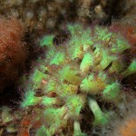 Jewel Anemone