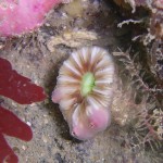 Devonshire Cup Coral
