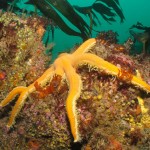 Star Fish (photo John Collins)