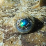 The Eye of the angler