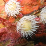 Anemones on the south coast of Ireland