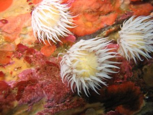 Anemones on the south coast of Ireland