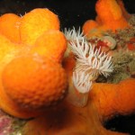 Anenome nestles in dead mans fingers