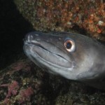 Conger Eel