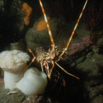 Cray Fish