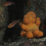 Goby South Coast Dive Site