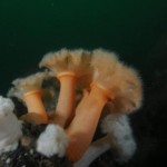 plumose anemone South Coast of Ireland