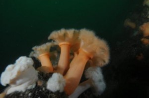 plumose anemone South Coast of Ireland