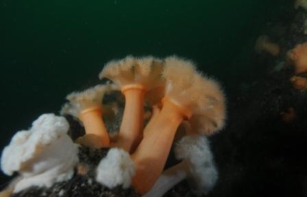 plumose anemone South Coast of Ireland