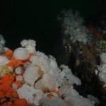 Colourful Reefs on the South coast of Ireland