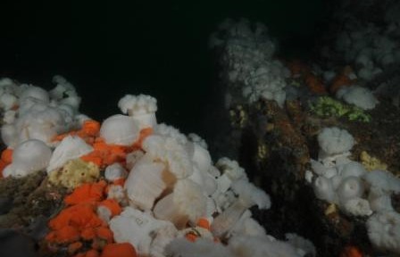 Colourful Reefs on the South coast of Ireland