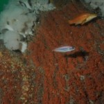 Anemones on Ling Rocks