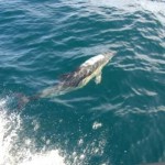 Common Dolphins near Kinsale