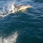 Dolphins ride Oisre's Bow Wave