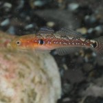 Two Spotted Goby