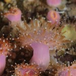 Jewel Anemones at Bream rock, Kinsale