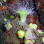 Jewel Anemone