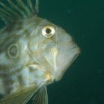 John Dory at the Old Head of Kinsale