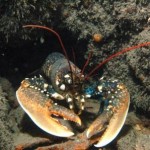 Lobster Daunt Rock Ireland