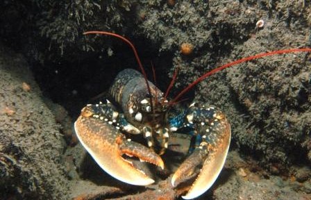 Lobster Daunt Rock Ireland