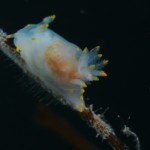 Nudibranch in Oysterhaven, Ireland