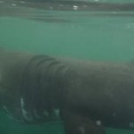 Basking Shark near Kinsale