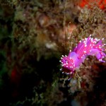 Purple Nudibranch