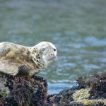 Seal, Newfoundland bay