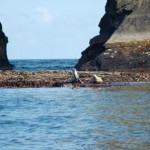 Seals at the Big Sovereign Cork