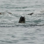 Seals near Kinsale Ireland