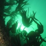 Sunlight through the Kelp Oysterhaven