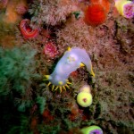 nudibranch